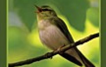 Skrzydlaci sprzymierzeńcy lasu