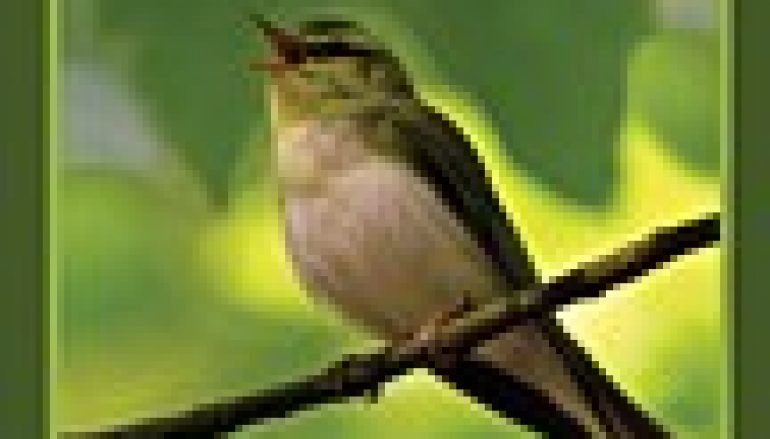 Skrzydlaci sprzymierzeńcy lasu