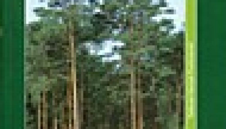 Sosna zwyczajna. Hodowla i ochrona