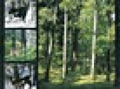 Zwierzyna gruba. Zasady prawidłowego pozyskiwania