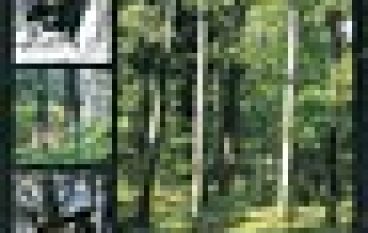 Zwierzyna gruba. Zasady prawidłowego pozyskiwania