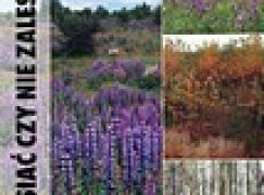 Zalesiać czy nie zalesiać?