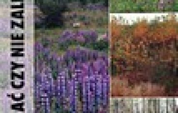 Zalesiać czy nie zalesiać?