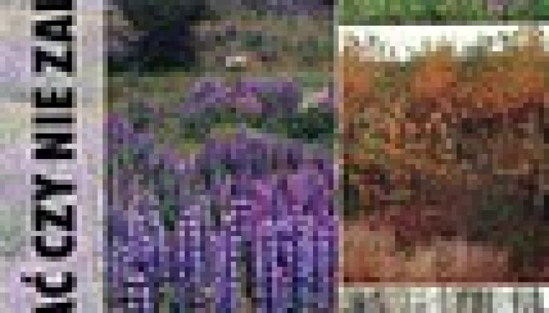 Zalesiać czy nie zalesiać?