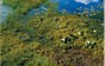 Rośliny wodne i bagienne