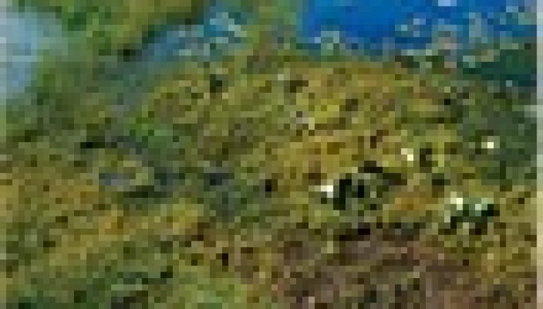 Rośliny wodne i bagienne