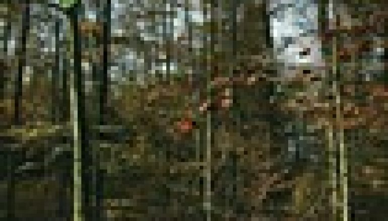 Natura 2000 – Niezbędnik leśnika