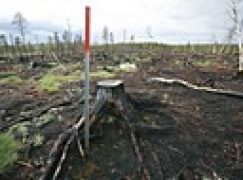 Badania leśne w Szwecji