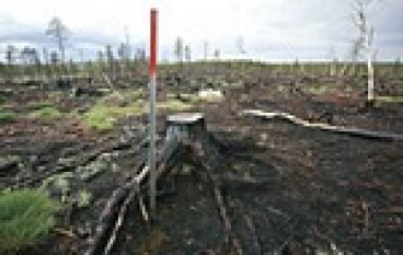 Badania leśne w Szwecji