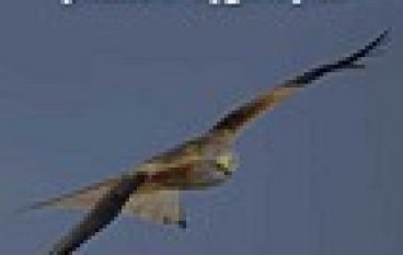 Monitoring ptaków lęgowych