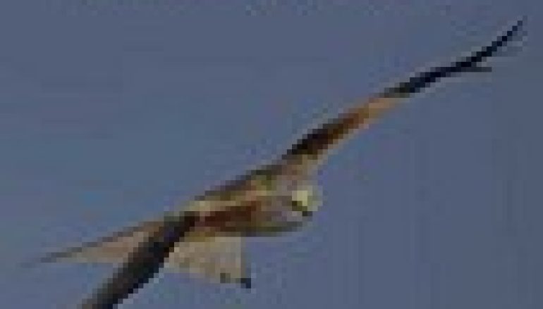 Monitoring ptaków lęgowych