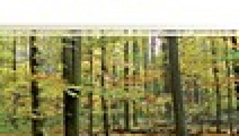 Natura 2000 w leśnictwie