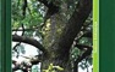 Dąb szypułkowy i bezszypułkowy