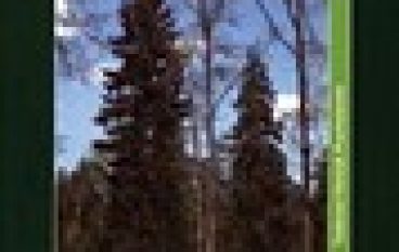 Świerk pospolity – hodowla i ekologia