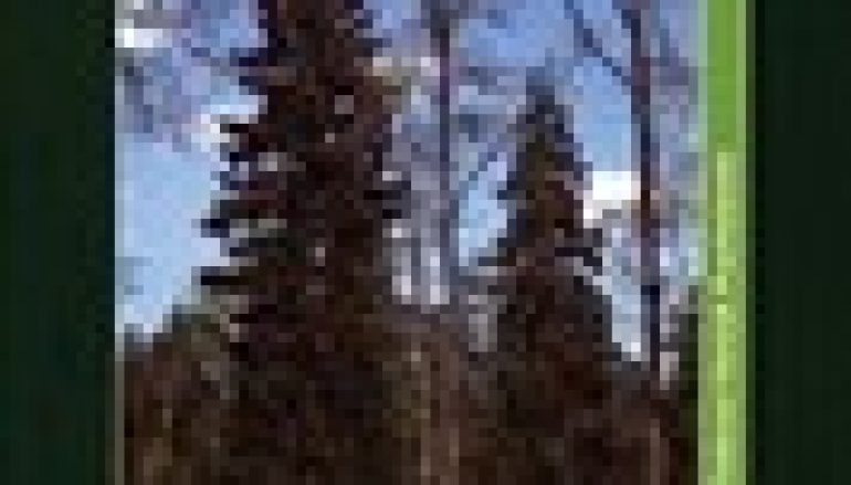 Świerk pospolity – hodowla i ekologia