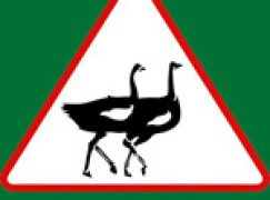 „Polska biega” – Nadleśnictwo Wichrowo także!