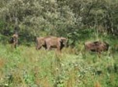 Dzień Żubra po raz czwarty