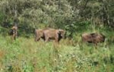 Dzień Żubra po raz czwarty