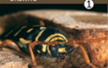 Atlas owadów uszkadzających drewno (tom 1. i 2.)