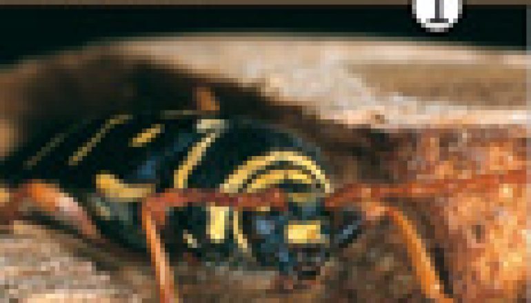 Atlas owadów uszkadzających drewno (tom 1. i 2.)