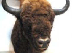 Medalion Żubra na Wielką Orkiestrę Świątecznej Pomocy 2011