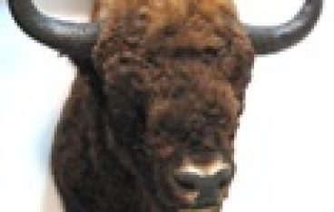 Medalion Żubra na Wielką Orkiestrę Świątecznej Pomocy 2011