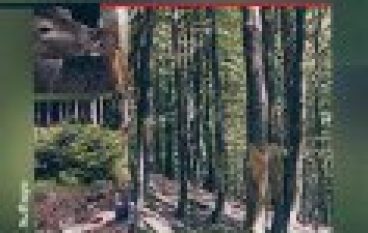 Szkody wyrządzane przez zwierzynę w lesie z uwzględnieniem podstaw ekologicznych oraz stosowane zabiegi ochronne