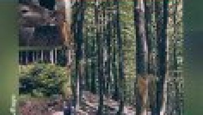 Szkody wyrządzane przez zwierzynę w lesie z uwzględnieniem podstaw ekologicznych oraz stosowane zabiegi ochronne