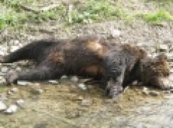 RDLP w Krośnie – Martwe niedźwiedzie