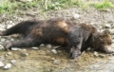 RDLP w Krośnie – Martwe niedźwiedzie