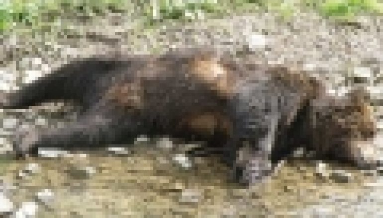 RDLP w Krośnie – Martwe niedźwiedzie