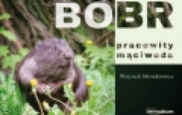 Bóbr – pracowity mąciwoda
