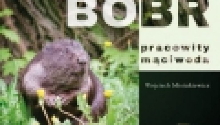 Bóbr – pracowity mąciwoda