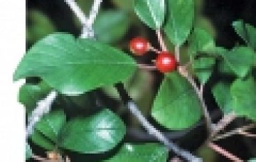 Ochrona gatunkowa roślin – Od 1 marca chronione wszystko