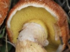 Grzybowe sprostowanie – Złotak powtórzył drogę maślaka czerwonego