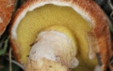 Grzybowe sprostowanie – Złotak powtórzył drogę maślaka czerwonego