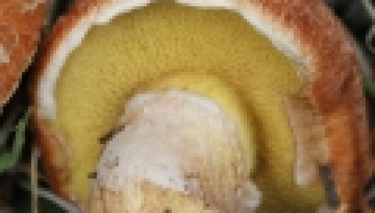 Grzybowe sprostowanie – Złotak powtórzył drogę maślaka czerwonego