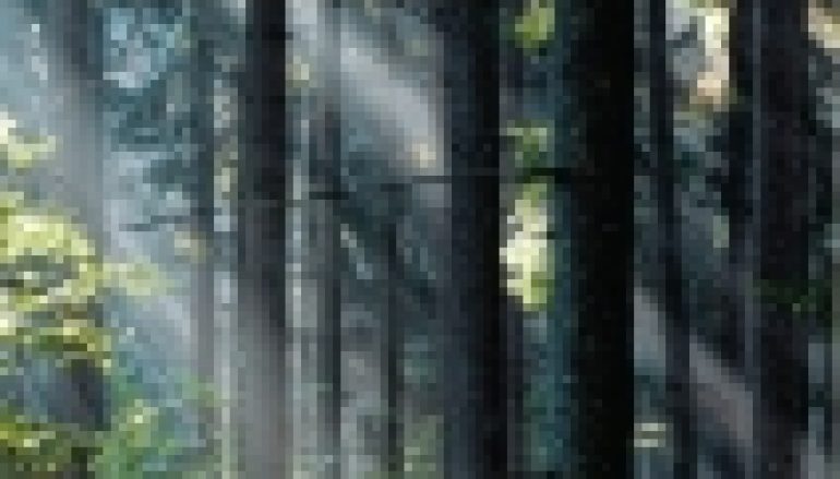 Urządzanie lasu w służbie polskiej przyrody