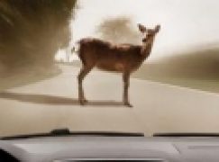 Kolizje ze zwierzętami – co warto wiedzieć? (21/2018)