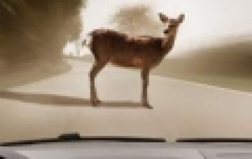 Kolizje ze zwierzętami – co warto wiedzieć? (21/2018)