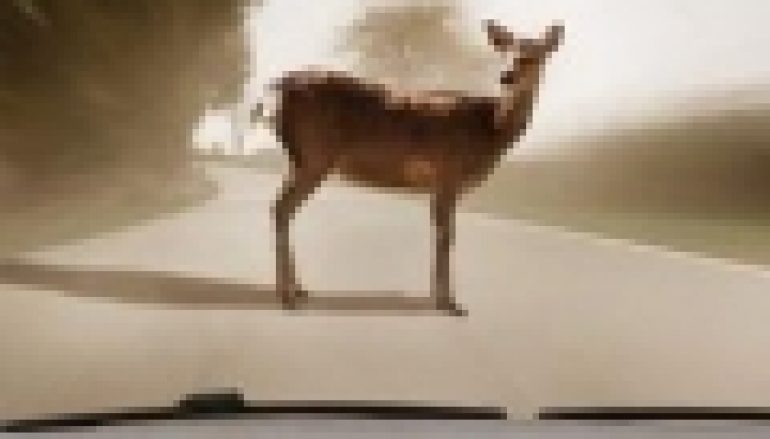 Kolizje ze zwierzętami – co warto wiedzieć? (21/2018)