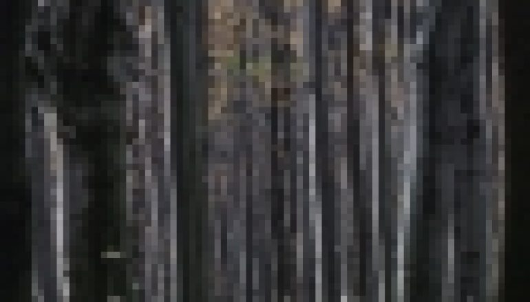 Leśny tomik Harasymowicza – „Wszystkie wiersze są w bukach”