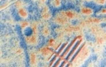 Nauka – Archeologia w Borach Tucholskich