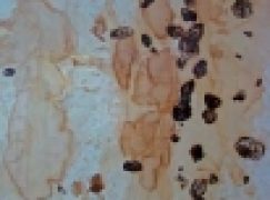 Wystawa „Mgnienia z Natury” – Artystyczny duet