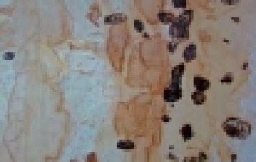 Wystawa „Mgnienia z Natury” – Artystyczny duet