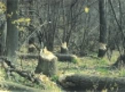 Ustawa o ochronie przyrody – Siedliska naturowe chronione wszędzie