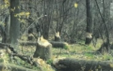 Ustawa o ochronie przyrody – Siedliska naturowe chronione wszędzie