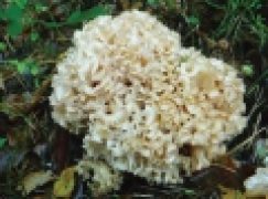 Ochrona grzybów – Dwa razy więcej