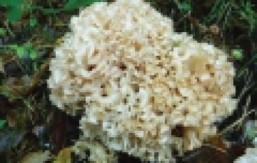 Ochrona grzybów – Dwa razy więcej