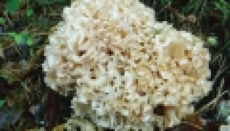 Ochrona grzybów – Dwa razy więcej